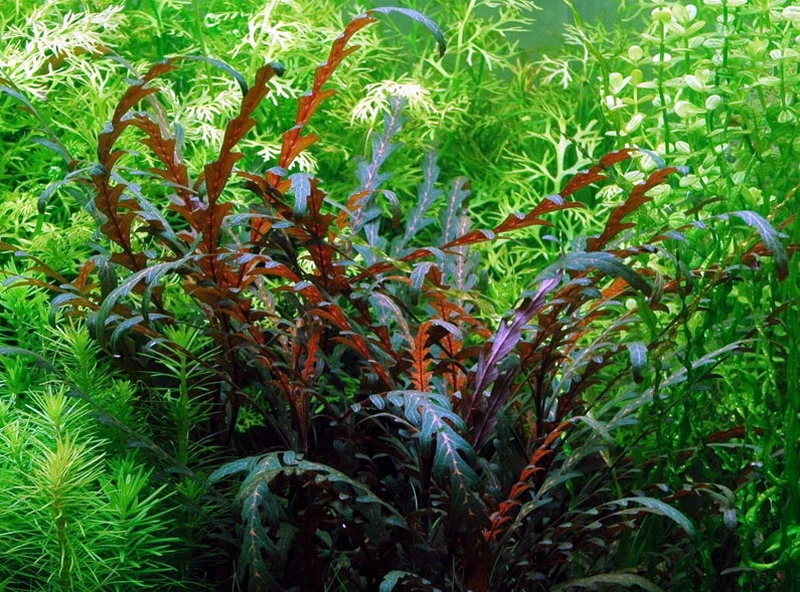 Fiederspaltiger Wasserfreund / Hygrophila pinnatifida Fiederspaltiger Wasserfreund / Hygrophila Pinnatifida -Wfw Wasserflora T051A T 1 1