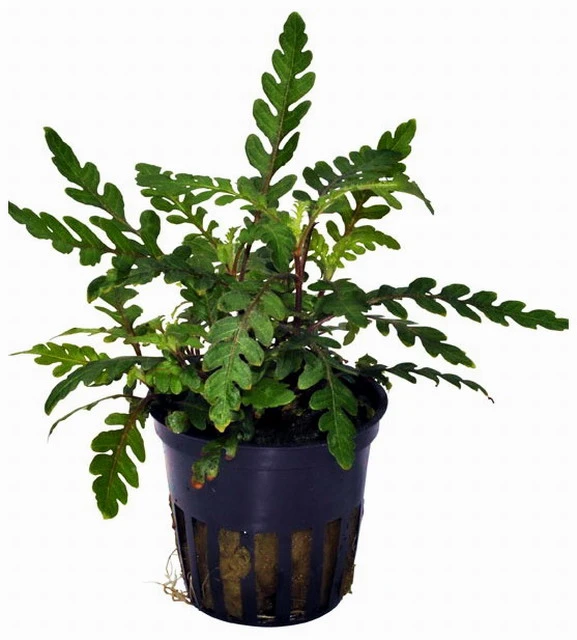 Fiederspaltiger Wasserfreund / Hygrophila pinnatifida Fiederspaltiger Wasserfreund / Hygrophila Pinnatifida -Wfw Wasserflora T051A T 1 2