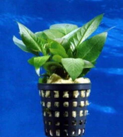 Mini Kirschblatt / Hygrophila Corymbosa Compact - Kompakt -Wfw Wasserflora T052D T 1 2