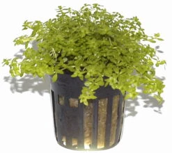 Zierliches Perlenkraut / Micranthemum - Hemianthus Micranthemoides Im Topf -Wfw Wasserflora T063PP 1 4