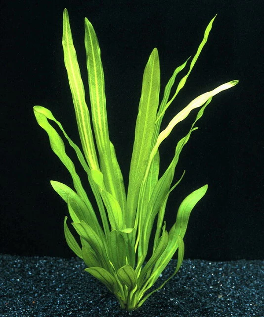 Uruguay-Schwertpflanze / Echinodorus uruguayensis Uruguay-Schwertpflanze / Echinodorus Uruguayensis -Wfw Wasserflora T070A T 1 1