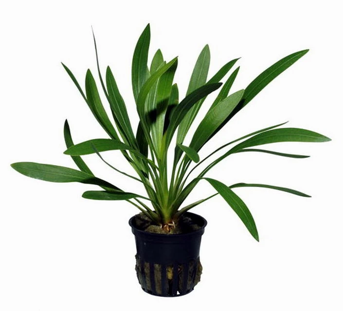 Uruguay-Schwertpflanze / Echinodorus uruguayensis Uruguay-Schwertpflanze / Echinodorus Uruguayensis -Wfw Wasserflora T070A T 1 2