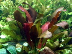 Echinodorus X Barthii Doppelt-Rot / Barths Schwertpflanze, Eine Rarität