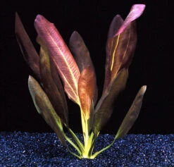 Echinodorus X Barthii Doppelt-Rot / Barths Schwertpflanze, Eine Rarität -Wfw Wasserflora T072A T 1 4