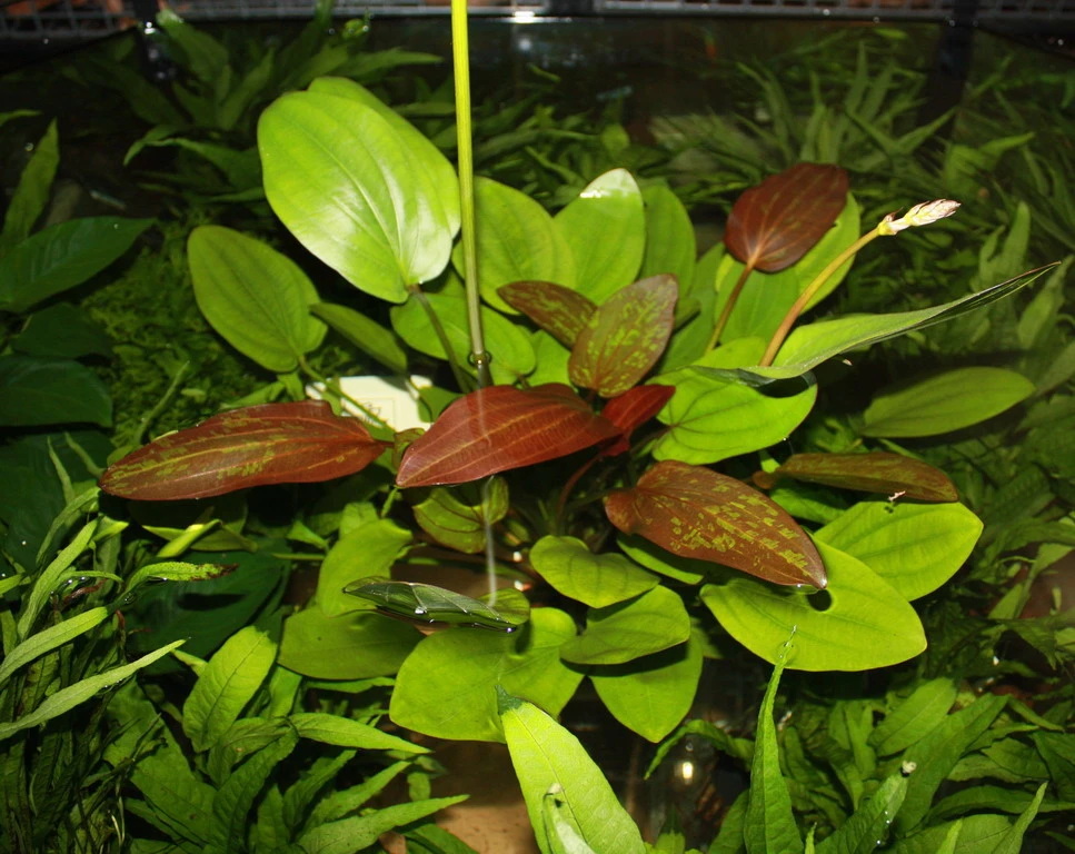 MUTTERPFLANZE Echinodorus barthii x Doppeltrot / Barths Schwertpflanze, eine Rarität MUTTERPFLANZE Echinodorus Barthii X Doppeltrot / Barths Schwertpflanze, Eine Rarität -Wfw Wasserflora T072T 1 1