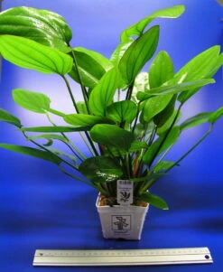 MUTTERPFLANZE Echinodorus Barthii X Doppeltrot / Barths Schwertpflanze, Eine Rarität 3 MUTTERPFLANZE Echinodorus Barthii X Doppeltrot / Barths Schwertpflanze, Eine Rarität -Wfw Wasserflora T072T 1 2