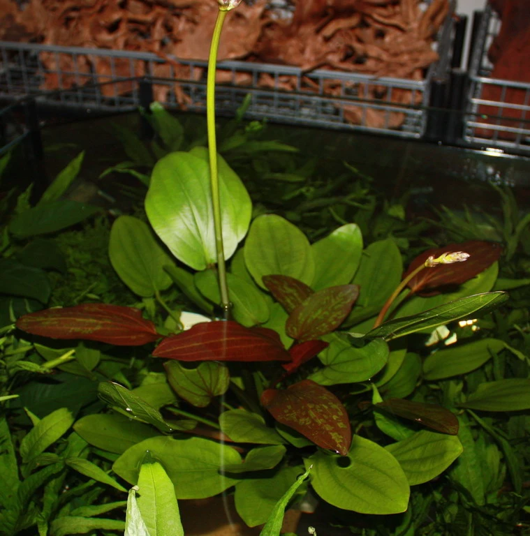 MUTTERPFLANZE Echinodorus barthii x Doppeltrot / Barths Schwertpflanze, eine Rarität MUTTERPFLANZE Echinodorus Barthii X Doppeltrot / Barths Schwertpflanze, Eine Rarität -Wfw Wasserflora T072T 1 3