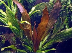 Rubinrote Schwertpflanze / Echinodorus 'Rubin'