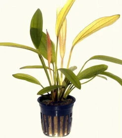 Kleine Rubinrote Schwertpflanze / Echinodorus 'Red Diamond' 3 Kleine Rubinrote Schwertpflanze / Echinodorus 'Red Diamond' -Wfw Wasserflora T074D T 1 2