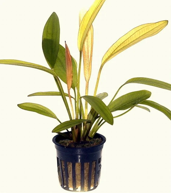 Kleine rubinrote Schwertpflanze / Echinodorus 'Red Diamond' Kleine Rubinrote Schwertpflanze / Echinodorus 'Red Diamond' -Wfw Wasserflora T074D T 1 2