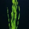 Große Wasserschraube / Vallisneria Americana - Asiatica Im Topf -Wfw Wasserflora T087PP 1 1