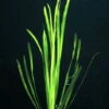 Glattblättrige Wasserschraube / Vallisneria Spiralis Im Topf -Wfw Wasserflora T088PP 1 1