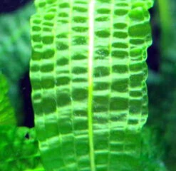 Große Genoppte Wasserähre / Aponogeton Boivinianus -Wfw Wasserflora T088 T 1 3