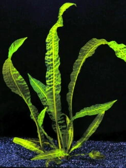 Große Genoppte Wasserähre / Aponogeton Boivinianus -Wfw Wasserflora T088 T 1 4