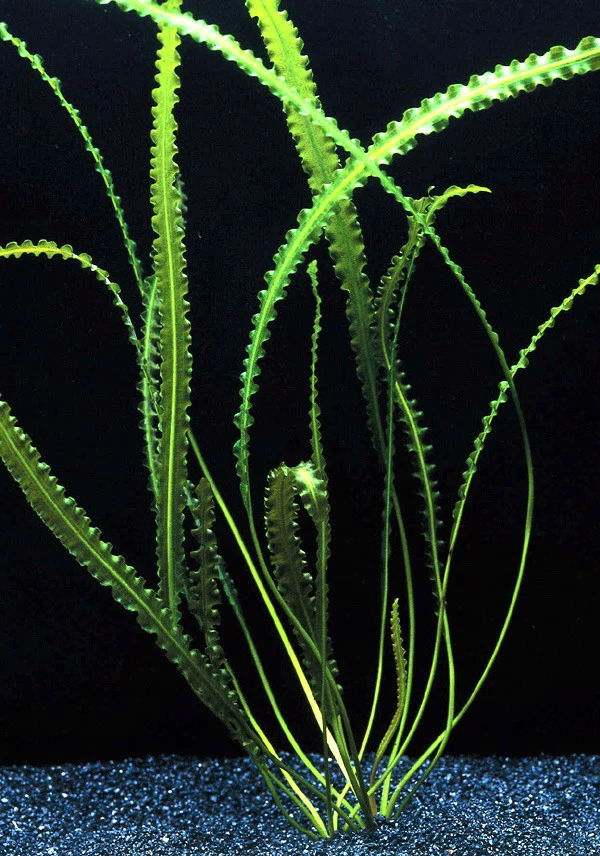 Gewelltblättrige Madagaskar-Wasserähre / Aponogeton longiplumulosus Gewelltblättrige Madagaskar-Wasserähre / Aponogeton Longiplumulosus -Wfw Wasserflora T089D T 1 1