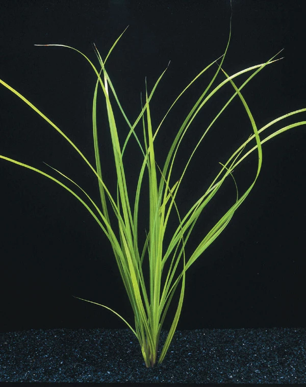 Helfers Zyperngras / Cyperus Helferi im Topf Helfers Zyperngras / Cyperus Helferi Im Topf -Wfw Wasserflora T092PP 1 1