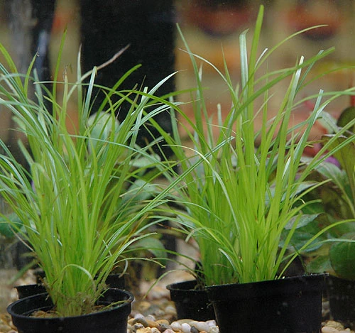 Helfers Zyperngras / Cyperus Helferi im Topf Helfers Zyperngras / Cyperus Helferi Im Topf -Wfw Wasserflora T092PP 1 3