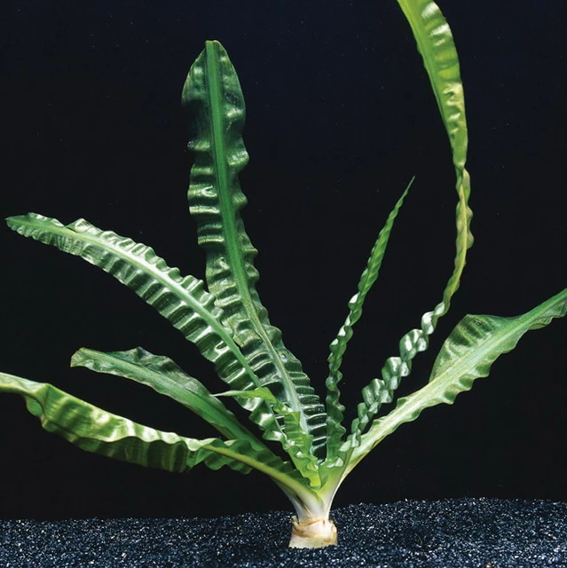 Flutende Hakenlilie / Crinum natans (Crinum aquatica) Flutende Hakenlilie / Crinum Natans (Crinum Aquatica) -Wfw Wasserflora T094T 1 1