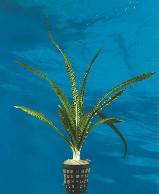 Flutende Hakenlilie / Crinum natans (Crinum aquatica) Flutende Hakenlilie / Crinum Natans (Crinum Aquatica) -Wfw Wasserflora T094T 1 2