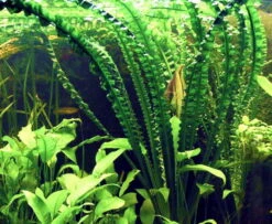 Flutende Hakenlilie / Crinum Natans (Crinum Aquatica) 4 Flutende Hakenlilie / Crinum Natans (Crinum Aquatica) -Wfw Wasserflora T094T 1 3