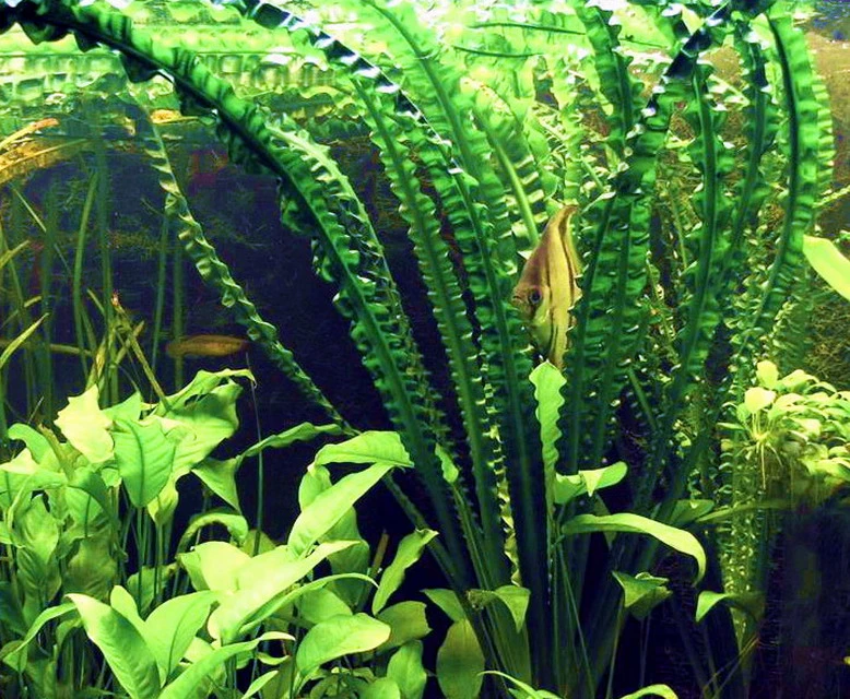 Flutende Hakenlilie / Crinum natans (Crinum aquatica) Flutende Hakenlilie / Crinum Natans (Crinum Aquatica) -Wfw Wasserflora T094T 1 3