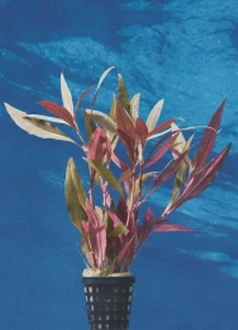 Schmalblättriges Papageienblatt / Alternanthera reineckii Bronze Schmalblättriges Papageienblatt / Alternanthera Reineckii Bronze -Wfw Wasserflora T100DE 1