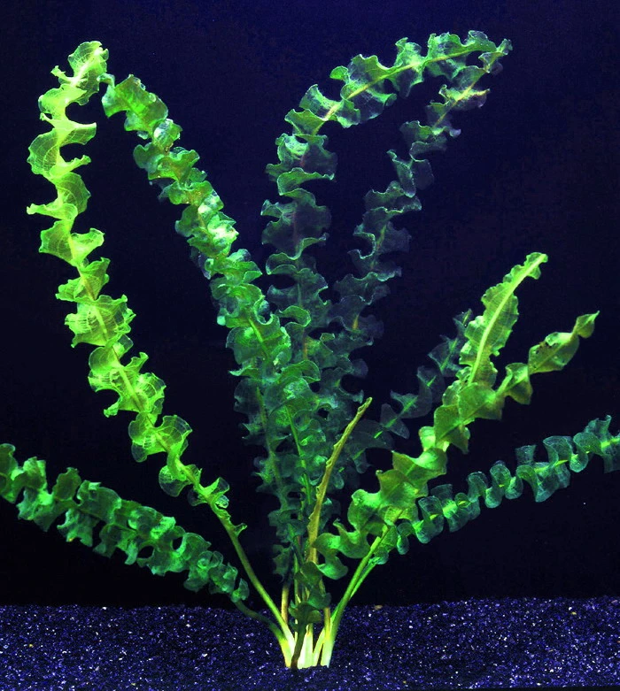 Stark gewellte Wasserähre / Aponogeton capuroni Stark Gewellte Wasserähre / Aponogeton Capuroni -Wfw Wasserflora T10116ST 1 1