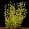 In-Vitro Schmalblättrige Ludwigie / Ludwigia Arcuata -Wfw Wasserflora T101BL 1 1 1