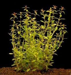 Schmalblättrige Ludwigie / Ludwigia Arcuata Im Topf