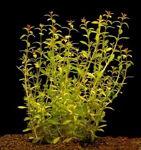 Schmalblättrige Ludwigie / Ludwigia arcuata im Topf Schmalblättrige Ludwigie / Ludwigia Arcuata Im Topf -Wfw Wasserflora T101BL 1 1