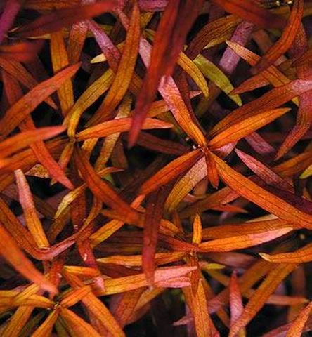 Schmalblättrige Ludwigie / Ludwigia arcuata im Topf Schmalblättrige Ludwigie / Ludwigia Arcuata Im Topf -Wfw Wasserflora T101BL 1 2