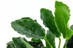 *NEU* Anubias Barteri Var. Nana "Kirin" -Wfw Wasserflora T101K T 1 3