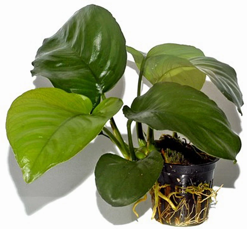 Anubias barteri var. caladiifolia "1705" / Breitblättriges, langstieliges Speerblatt Anubias Barteri Var. Caladiifolia "1705" / Breitblättriges, Langstieliges Speerblatt -Wfw Wasserflora T101U T 1 1