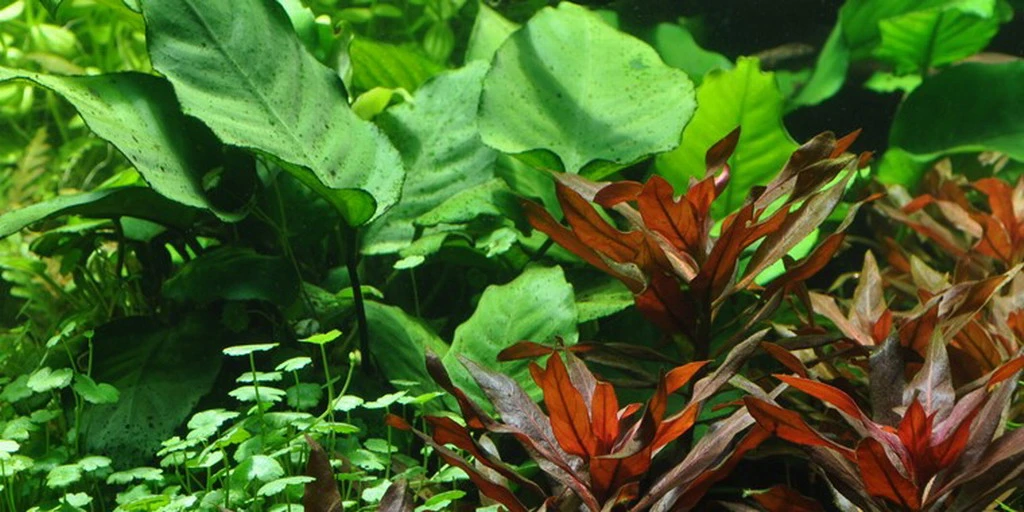 Anubias barteri var. caladiifolia "1705" / Breitblättriges, langstieliges Speerblatt Anubias Barteri Var. Caladiifolia "1705" / Breitblättriges, Langstieliges Speerblatt -Wfw Wasserflora T101U T 1 2