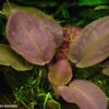 Meebolds Lagenandra / Lagenandra Meeboldii "Red" TOP-Rarität -Wfw Wasserflora T103 T 1 1