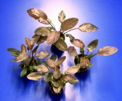 Meebolds Lagenandra / Lagenandra Meeboldii "Red" TOP-Rarität -Wfw Wasserflora T103 T 1 3