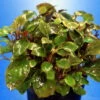 Zwerg-Kardinalslobelie / Lobelia Cardinalis Mini NEU! -Wfw Wasserflora T104DE 1 1