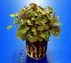 Zwerg-Kardinalslobelie / Lobelia Cardinalis Mini NEU! -Wfw Wasserflora T104DE 1 2