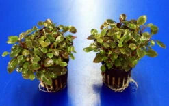 Zwerg-Kardinalslobelie / Lobelia Cardinalis Mini NEU! -Wfw Wasserflora T104DE 1 3