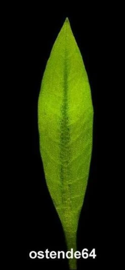 Breitblättrige Zwergamazonas / Echinodorus Quadricostatus - Magdalenensis Im Topf -Wfw Wasserflora T10502ST 1 3 1