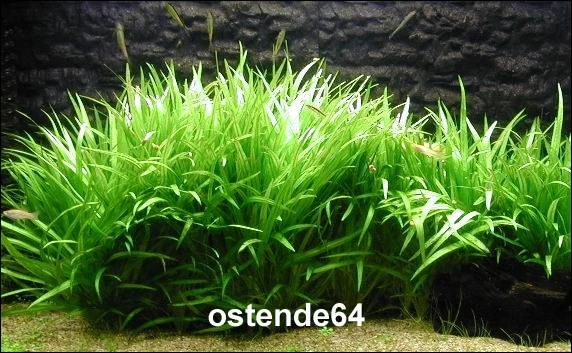 XL In-Vitro Grasartige Zwergschwertpflanze / Echinodorus latifolius XL In-Vitro Grasartige Zwergschwertpflanze / Echinodorus Latifolius -Wfw Wasserflora T10512ST 1 1 2