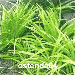 XL In-Vitro Grasartige Zwergschwertpflanze / Echinodorus latifolius XL In-Vitro Grasartige Zwergschwertpflanze / Echinodorus Latifolius -Wfw Wasserflora T10512ST 1 2 2