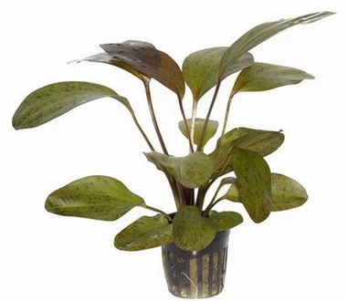 Paul Klöckner Schwertpflanze / Echinodorus Paul Kloeckner Paul Klöckner Schwertpflanze / Echinodorus Paul Kloeckner -Wfw Wasserflora T10518ST 1