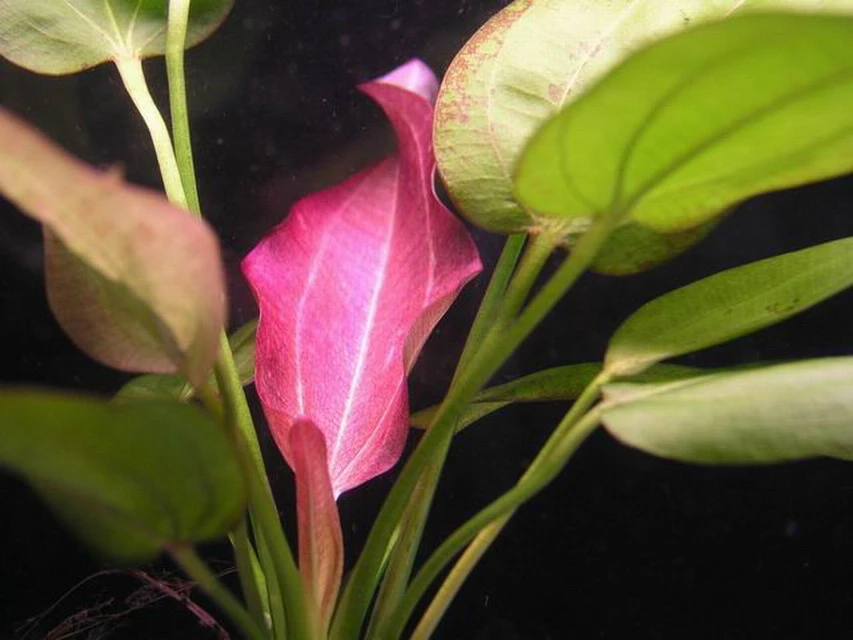 Echinodorus Oriental - seltener Neuling Echinodorus Oriental - Seltener Neuling -Wfw Wasserflora T10567ST 1 1