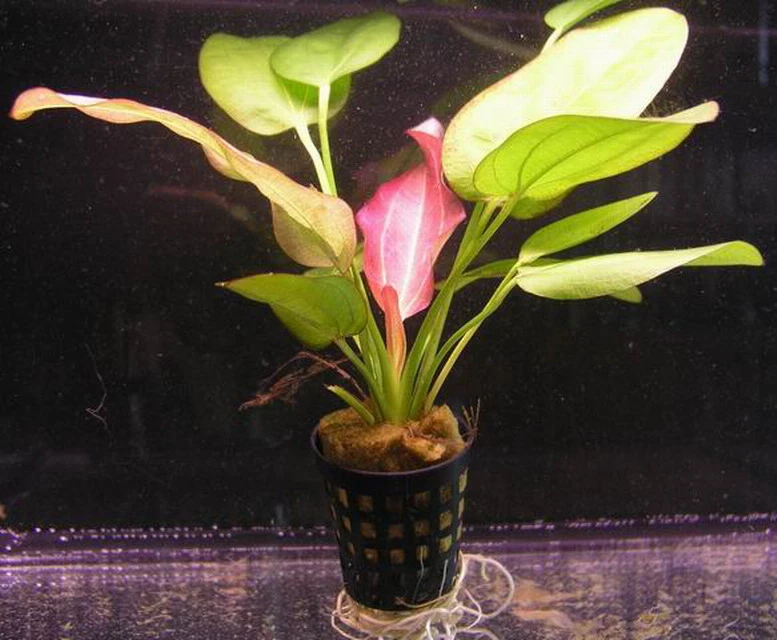 Echinodorus Oriental - seltener Neuling Echinodorus Oriental - Seltener Neuling -Wfw Wasserflora T10567ST 1 2