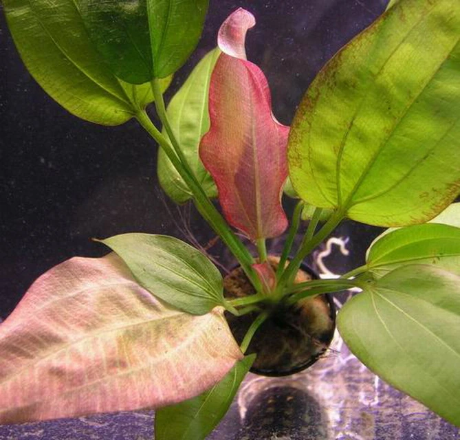 Echinodorus Oriental - seltener Neuling Echinodorus Oriental - Seltener Neuling -Wfw Wasserflora T10567ST 1 3