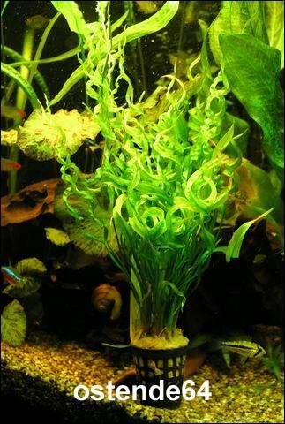 Korkenzieher Schwertpflanze / Echinodorus vesuvius *Rarität* Korkenzieher Schwertpflanze / Echinodorus Vesuvius *Rarität* -Wfw Wasserflora T10604ST 1 1