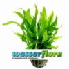 Mini Javafarn / Microsorum Pteropus 'Short Narrow Leaf' - Rarität 1 Mini Javafarn / Microsorum Pteropus 'Short Narrow Leaf' - Rarität -Wfw Wasserflora T1062SG 1