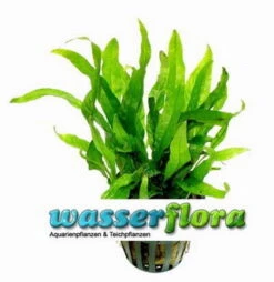 Mini Javafarn / Microsorum Pteropus 'Short Narrow Leaf' - Rarität