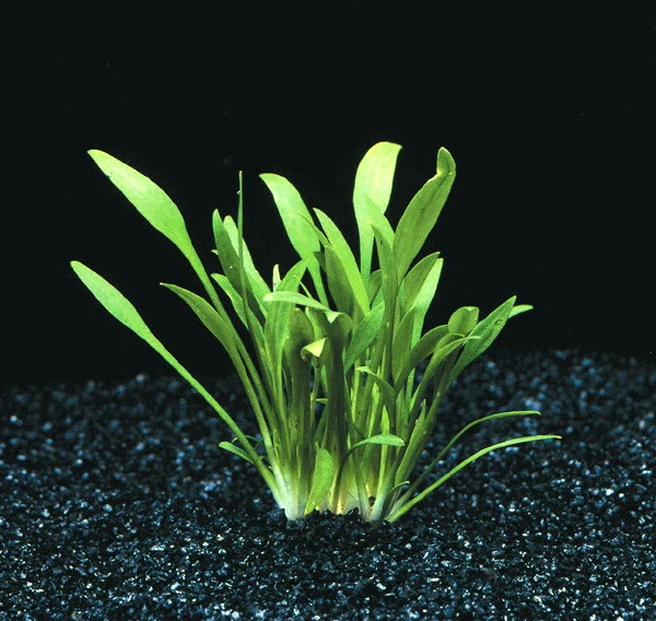 XL In-Vitro Zwerg-Wasserkelch / Cryptocoryne parva XL In-Vitro Zwerg-Wasserkelch / Cryptocoryne Parva -Wfw Wasserflora T106T 1 1 1